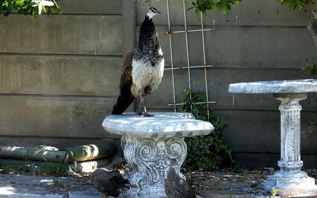 Hierdie pou het doodluiters, saam met ‘n spannetjie fisante, by Francois de Jongh van Gansbaai Courant se woning in De Kelders aangekom en ongestoord saam met sy fisant-metgeselle in die tuin begin skrop. Indien iemand na ‘n verlore pou, wat uiters skaars in hierdie omgewing is, soek, kan navrae by Gansbaai Courant gedoen word. Miskien is sy steeds in die omgewing. Siek soos wat hy is, het Francois enkele foto’s deur sy woning se venster geneem - eenmaal joernalis, altyd joernalis!